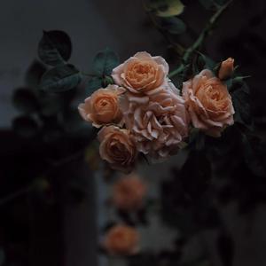 乱人伦中文视频在线
